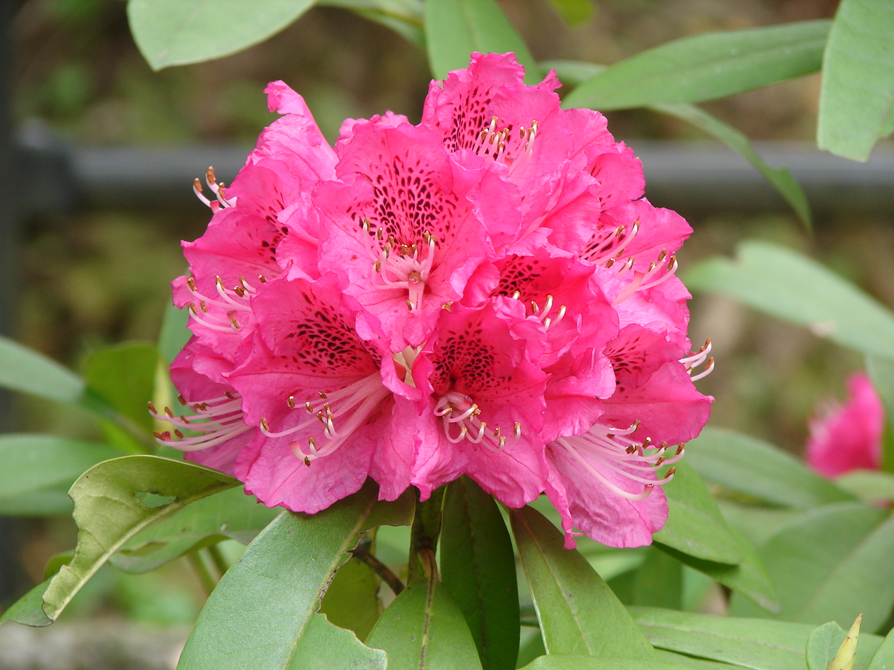 セイヨウシャクナゲ｜花とみどり｜到津の森公園